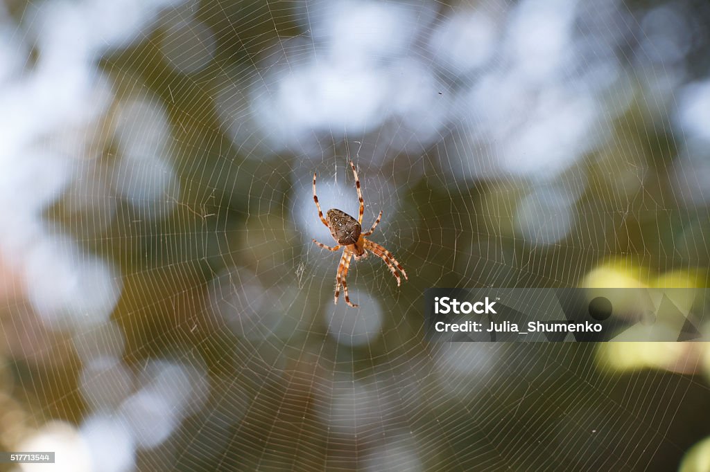 Spider Araneus in the centre of spiderweb Spider Araneus diadematus in the centre of spiderweb with green blurred background Animal Stock Photo