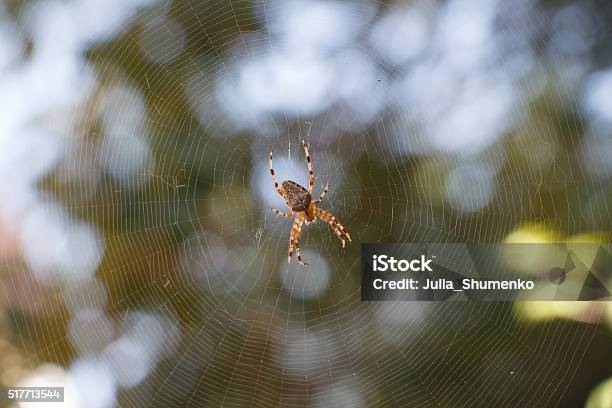 Spider Araneus In The Centre Of Spiderweb Stock Photo - Download Image Now - Animal, Anxiety, Arachnid