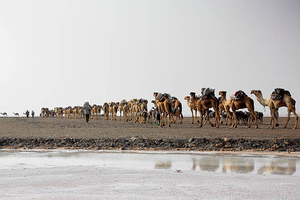 Danakil, Ethiopia-March 28, 2013: Afar herders lead a caravan of dromedaries and donkeys from Hamed Ale hamlet to Lake Assale to load salt blocks and transport them to market-Berahile town on March 28, 2013