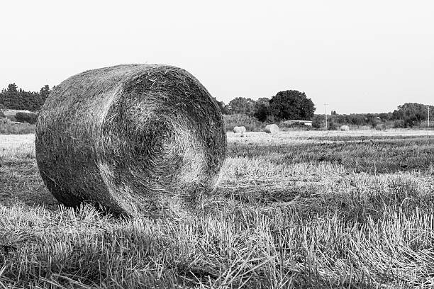 istock bale of hay 517713806