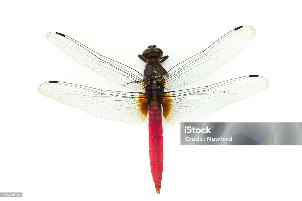 Gragenfly Gragenfly  on white background Aircraft Wing Stock Photo