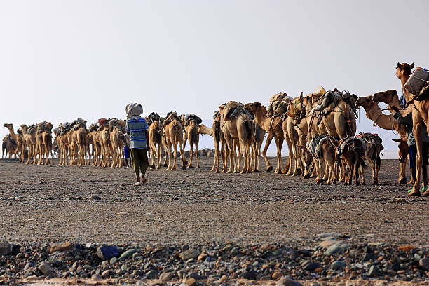 Danakil, Ethiopia-March 28, 2013: Afar herders lead a caravan of dromedaries and donkeys from Hamed Ale hamlet to Lake Assale to load salt blocks and transport them to market-Berahile town on March 28, 2013