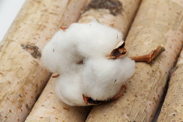istock Cotton flower close up on wooden table 517714148