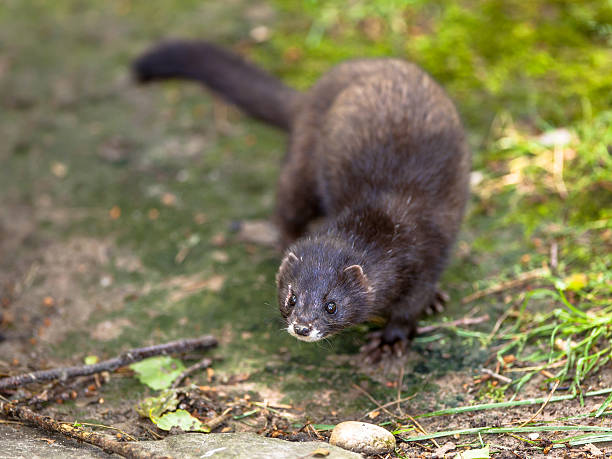 istock The European polecat 517714622