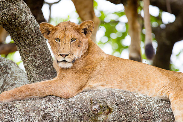 istock Tree climbing lion rests in Africa 517714903