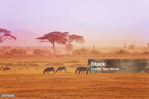Africano Cebras En Pastizales Parque Nacional De Kenia Foto de stock y más banco de imágenes de África