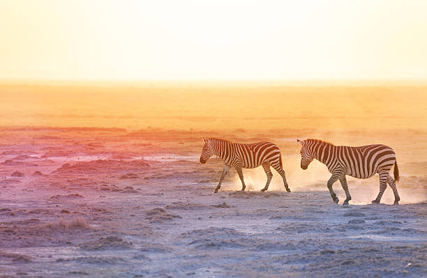istock Gorgeous zebras walking on dusty wilderness 517715382