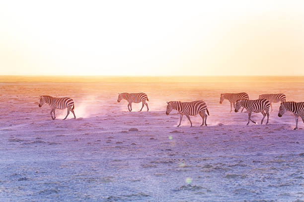 istock African zebras walking on dusty plains, Kenya 517715452