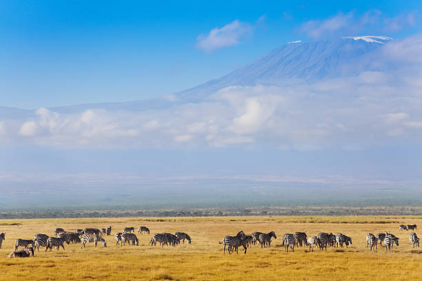 istock Big zebras herd standing in front of Kilimanjaro 517715700