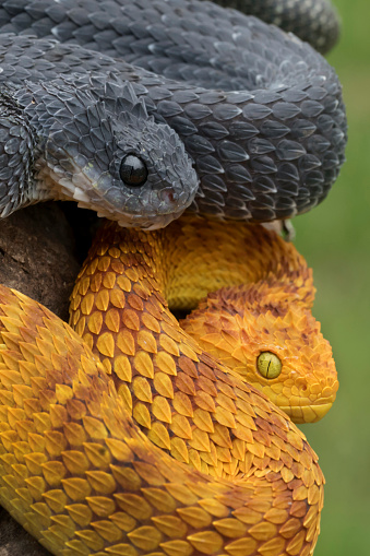 Two Venomous Bush Viper Snakes (Atheris squamigera) Coiled to Strike
