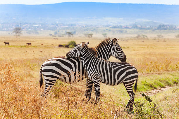 Two zebras playing with each other at savannah of Masai Mara National Reserve in  Kenya, Africa