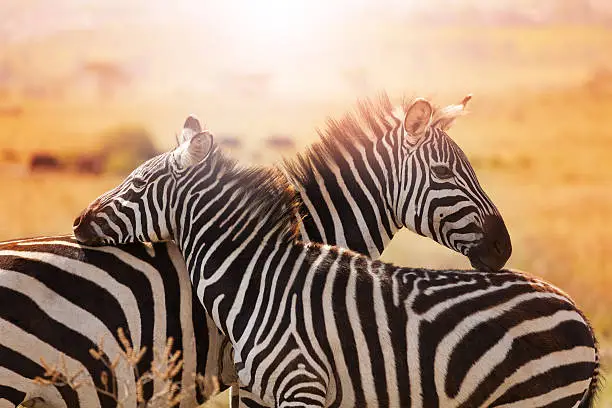 Close-up portrait of mother zebra with its foal standing at savannah of Kenya, Africa