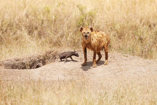Female hyena standing with two little pups near their hole, Kenya, Africa