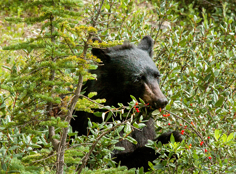 Black Bear eating berries in preparation for winter.
