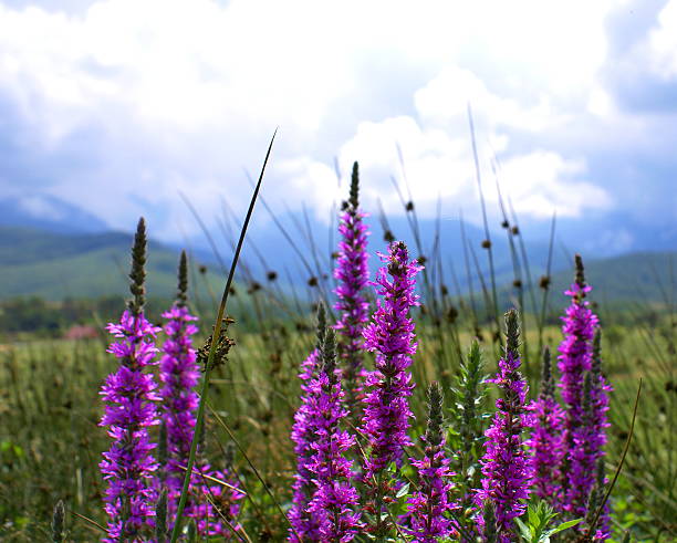 istock Mauve wildflowers in the Carpathians Mountains 517716111