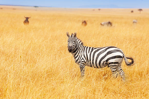 istock Zebra in the Amboseli National Park, Kenya 517716152