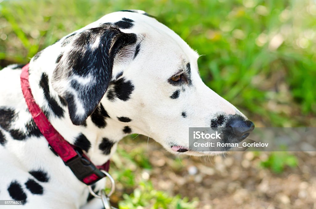 dalmatian dalmatian on a green grass outdoors Dog Stock Photo