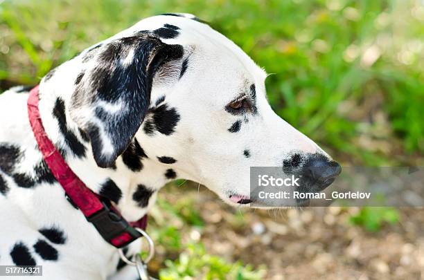 Dalmatian Stock Photo - Download Image Now - Dog, Fire Station, Agricultural Field