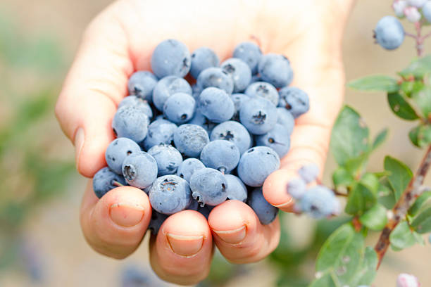 istock Picking Blueberries On A Berry Farm. 517716347