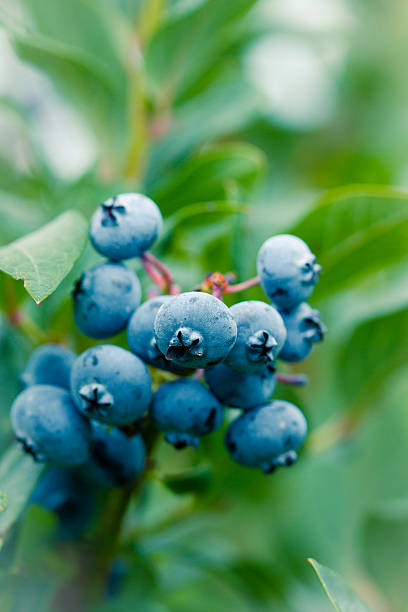 istock Ripe Blueberries On A Berry Farm. Selective Focus 517716359