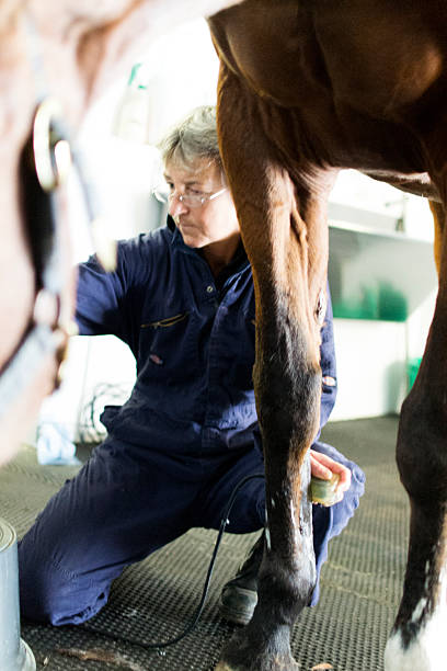 Vet scanning horses leg A vet carries out an ultrasound scan on a leg of a horse which has become lame. vet treating horse stock pictures, royalty-free photos & images