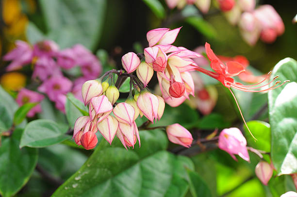 Java Glory Flower 80+ Pink Bower Vine Flower Stock Photos, Pictures & Royalty-Free Images ...