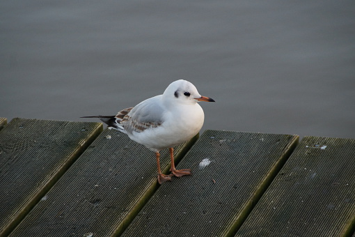 A seagull - Kiel Canal