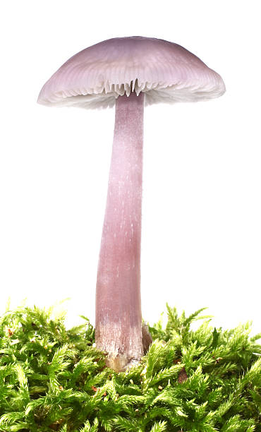 자주졸각버섯 퍼플 머시룸 laccaria amethystina - 자주졸각버섯 뉴스 사진 이미지
