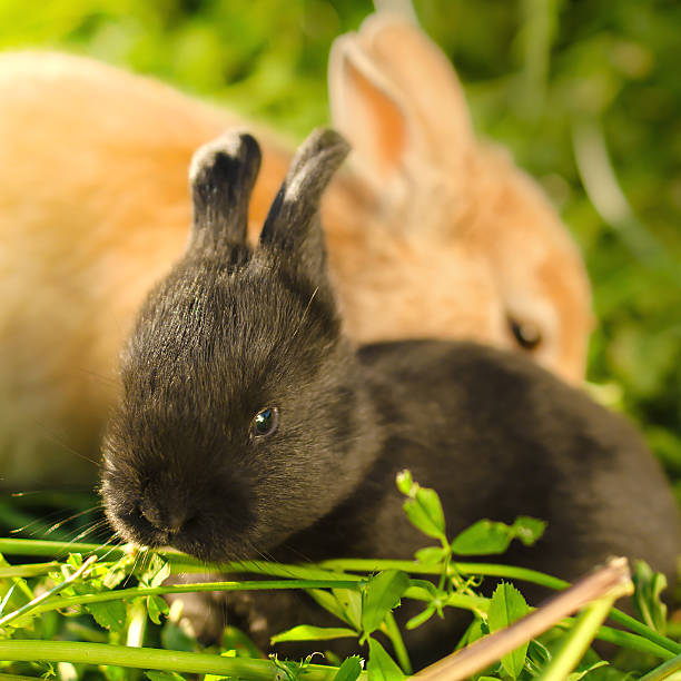 istock Little black bunnie resting with big orange rabbit 517722573