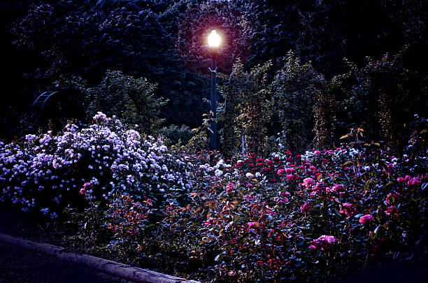 rose garden at night rose garden at night with lamppost bed of roses stock pictures, royalty-free photos & images
