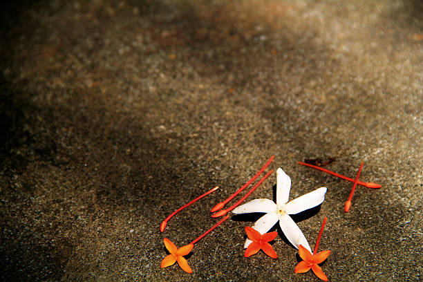 istock Group of Colorful Flowers on the Ground 517723335