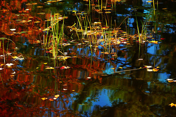 istock Abstract nature - multicolor Autumn trees reflected in water 517724405