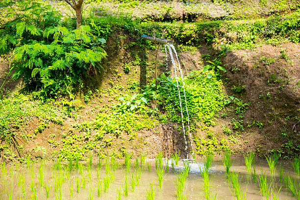 The water falls from the canal to irrigate the rice field. The Indonesian countryside, as is the case in most of the countries of Southeast Asia, is characterized by the presence of numerous rice fields.