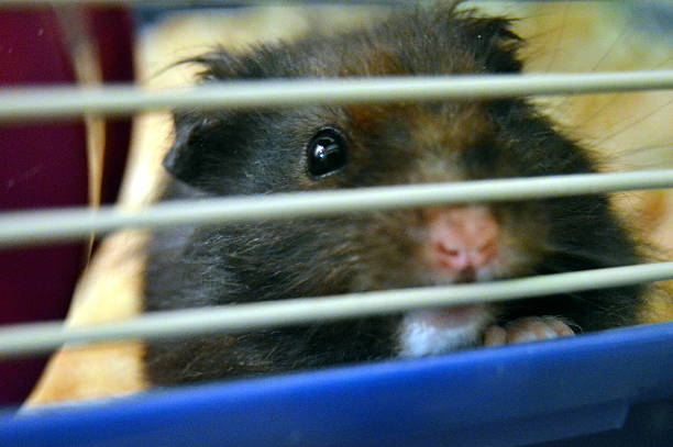 Adorable Hamster stock photo