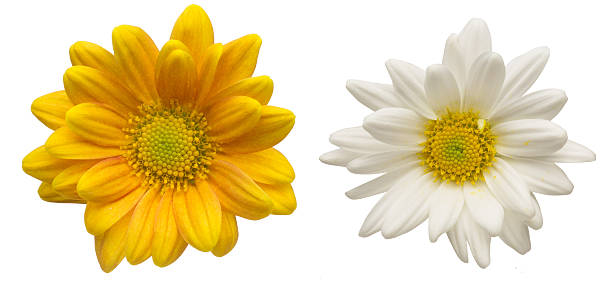 istock Flower head  of chrysanthemum 517725013
