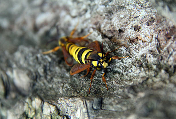 istock Hornet. Marriage season 517726231