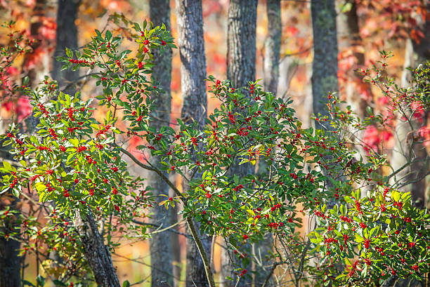 Winterberry holly (Ilex verticillata) in autumn color.