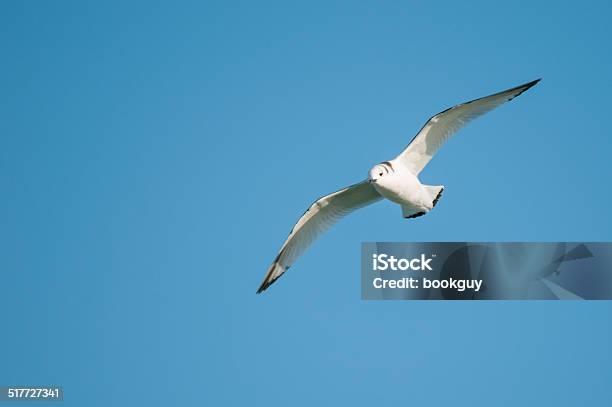 Blacklegged Kittiwake Stock Photo - Download Image Now - Animal, Animal Body Part, Animal Wildlife