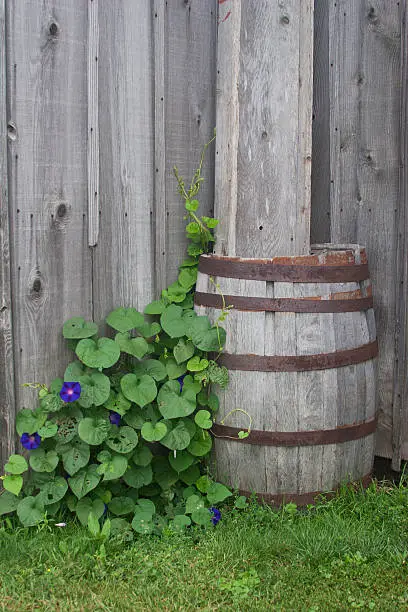 Weathered, rustic wooden rain barrel with vining flowers against a weathered wood background