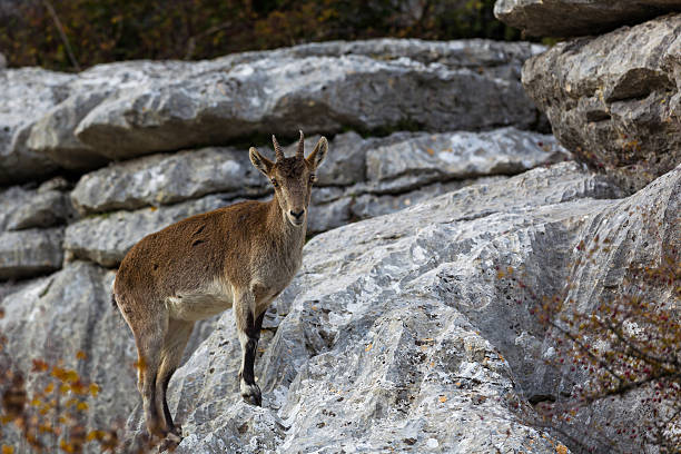 istock Mountain goats at El Torcal National Park 517728207