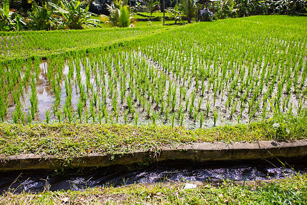 The Indonesian countryside, as is the case in most of the countries of Southeast Asia, is characterized by the presence of numerous rice fields.