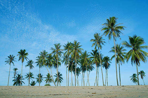 istock Tropical sand beach with coconut trees 517729753