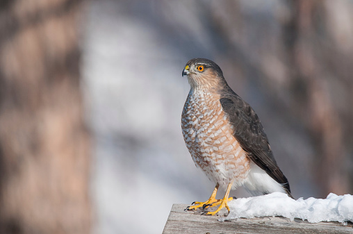 Sharp-shinned Hawk on a bird feeder.