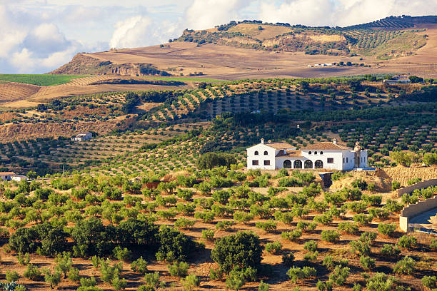 Andalusian cortijo (farmhouse) surrounded by olive groves Setenil de las Bodegas, Spain - October 1, 2013: Typical Andalusian landscape of olive groves surrounding a cortijo (farmhouse). Nobody visible andalusia stock pictures, royalty-free photos & images