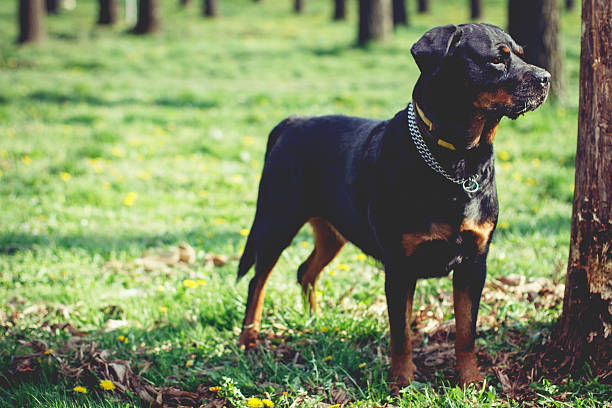 Portrait of a Rottweiler in park Portrait of a Rottweiler in park shooting guard stock pictures, royalty-free photos & images