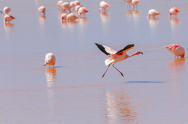 Flamingo stock photo