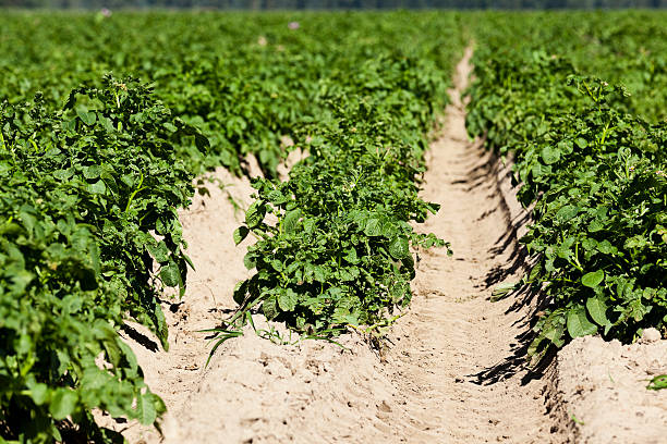 istock Agriculture,   potato field 517739228