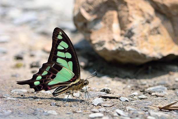 istock Broadband blue butterfly in water 517741274