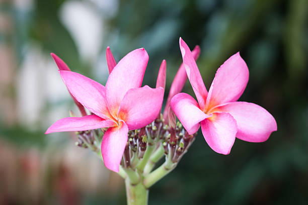 frangipana rosa flores na árvore - frangipannis imagens e fotografias de stock