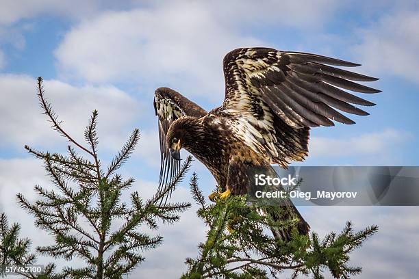 Golden Eagle With Spread Wings Stock Photo - Download Image Now - Animal, Animal Wildlife, Animals Hunting